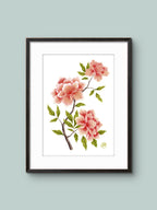 Pioner - Blomsterillustration – Poster