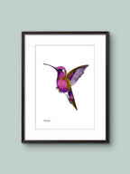 Kolibri - Fågel - Poster