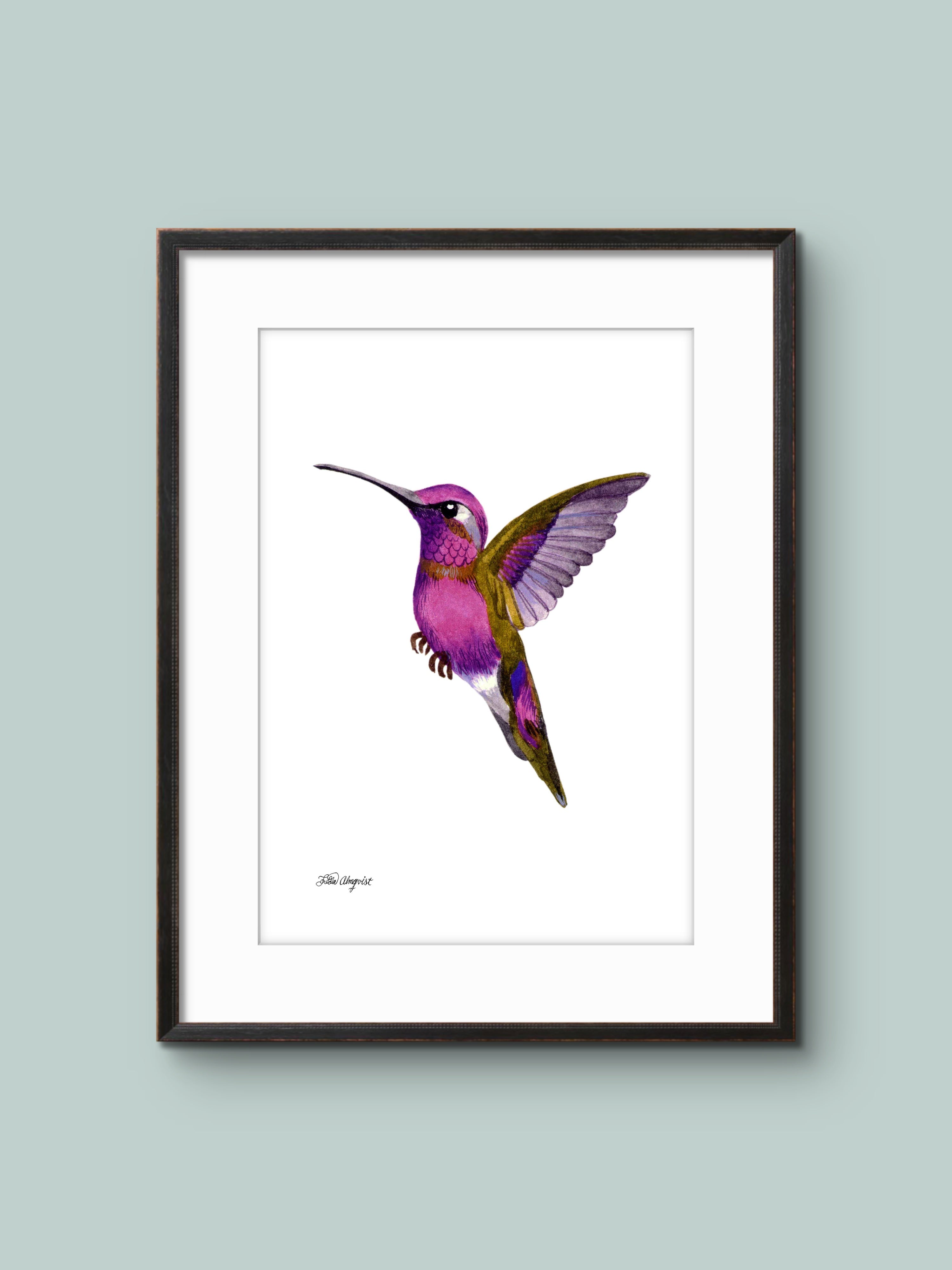 Kolibri - Fågel - Poster