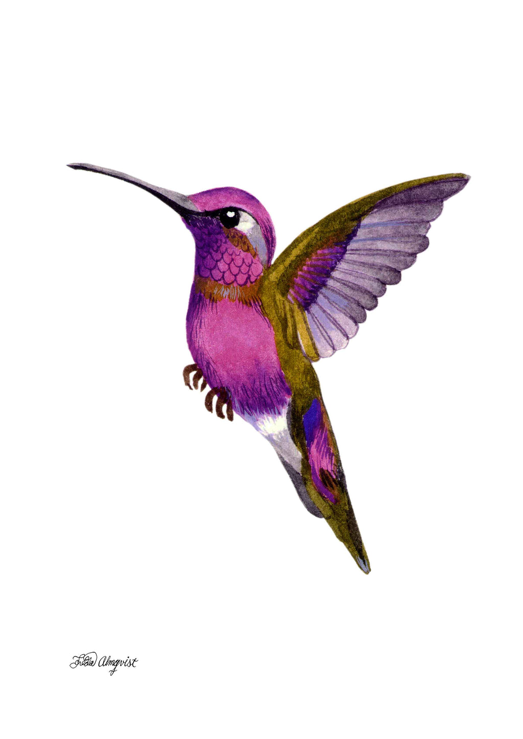 Kolibri - Fågel - Poster