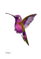 Kolibri - Fågel - Poster